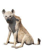 A FULL MOUNT OF A SITTING SPOTTED HYENA, measuring approx. 34in. x 33in. x 19in..