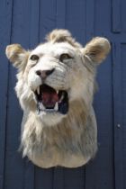 A CAPE AND HEAD MOUNT OF A MALE LION (Panthera leo) .