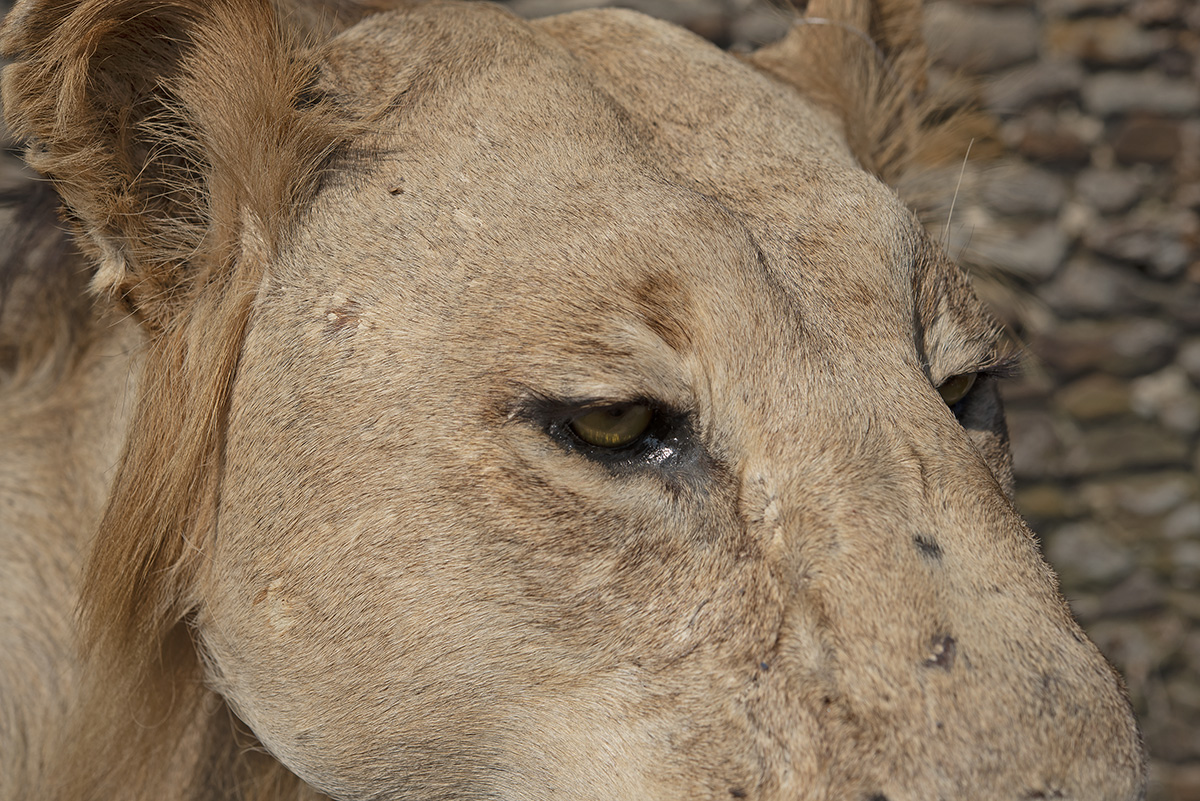 A FULL MOUNT OF AN AFRICAN LION (Panthera leo), measuring approx. 57in. x 87in. x 20in. . - Image 4 of 4