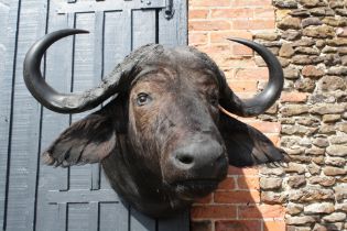 A CAPE AND HEAD MOUNT OF A CAPE BUFFALO (Syncerus caffer caffer), with approx. 30in. horns,