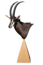 A FREE STANDING CAPE MOUNT OF A SABLE ANTELOPE (Hippotragus niger), with approx. 36 1/2in. horns,