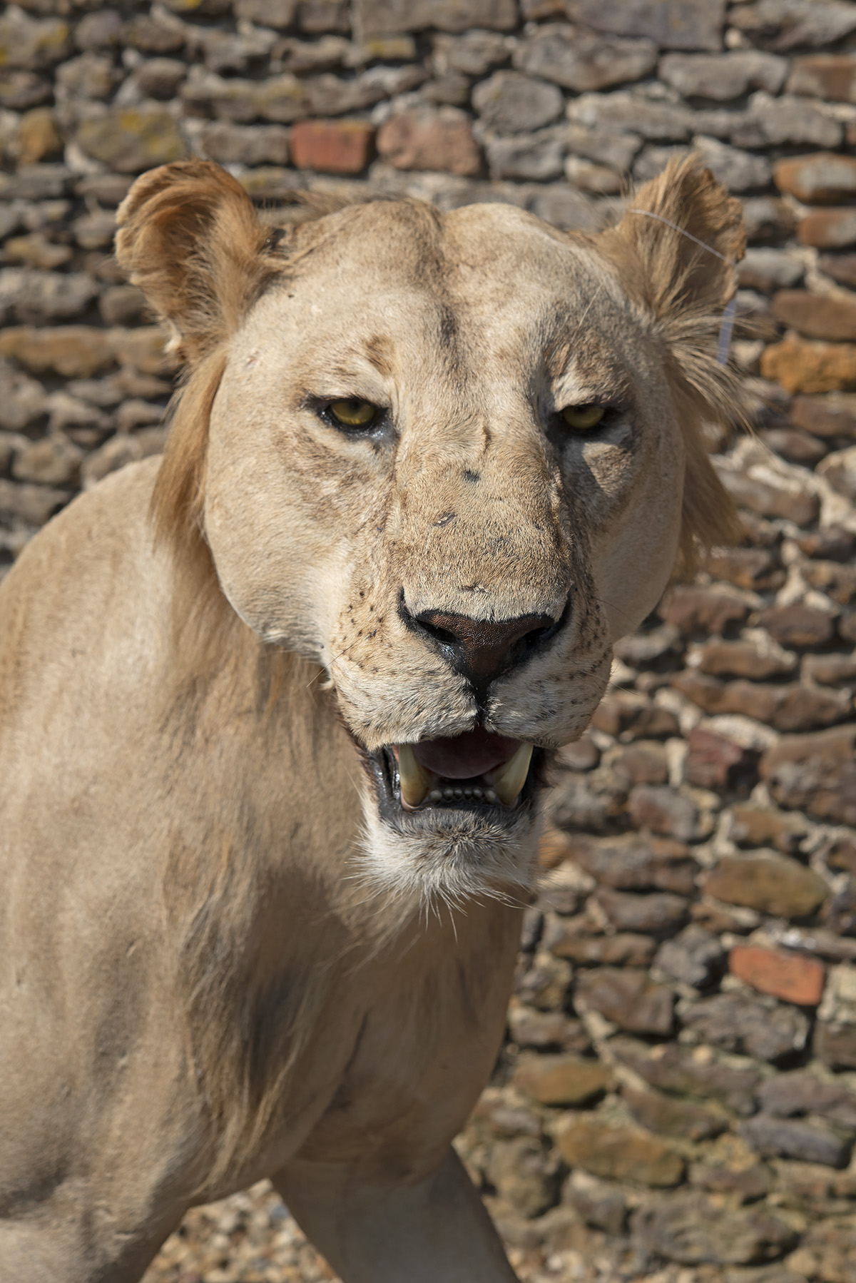 A FULL MOUNT OF AN AFRICAN LION (Panthera leo), measuring approx. 57in. x 87in. x 20in. . - Image 3 of 4