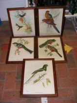 A set of five J GOULD tropical bird pictures