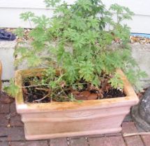 A terracotta trough with plant