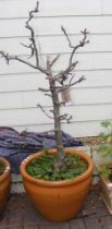 A large terracotta planter with shrub/tree