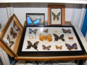 Stuffed and mounted butterflies