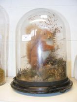 A Victorian stuffed and mounted Red Squirrel - und