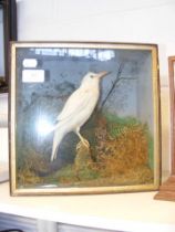 A Victorian stuffed and mounted White Starling in