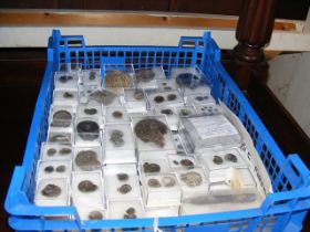 A box of collectable fossils, including ammonites
