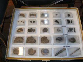 A selection of collectable fossils including Ammon