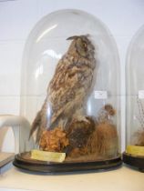 A Victorian stuffed and mounted Long Eared Owl - u