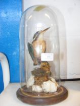 A Victorian stuffed and mounted Kingfisher - under