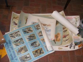 A selection of old bird and animal information pos