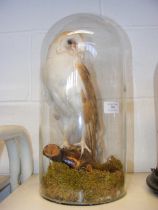 A Victorian stuffed and mounted Barn Owl - under