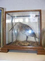 A Victorian stuffed and mounted Snipe - in glazed