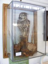 A Victorian stuffed and mounted Owl in glazed case
