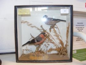 A Victorian stuffed bird montage of Bullfinches in