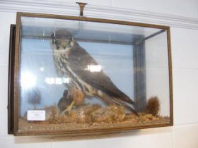 A Victorian stuffed and mounted Peregrine Falcon i