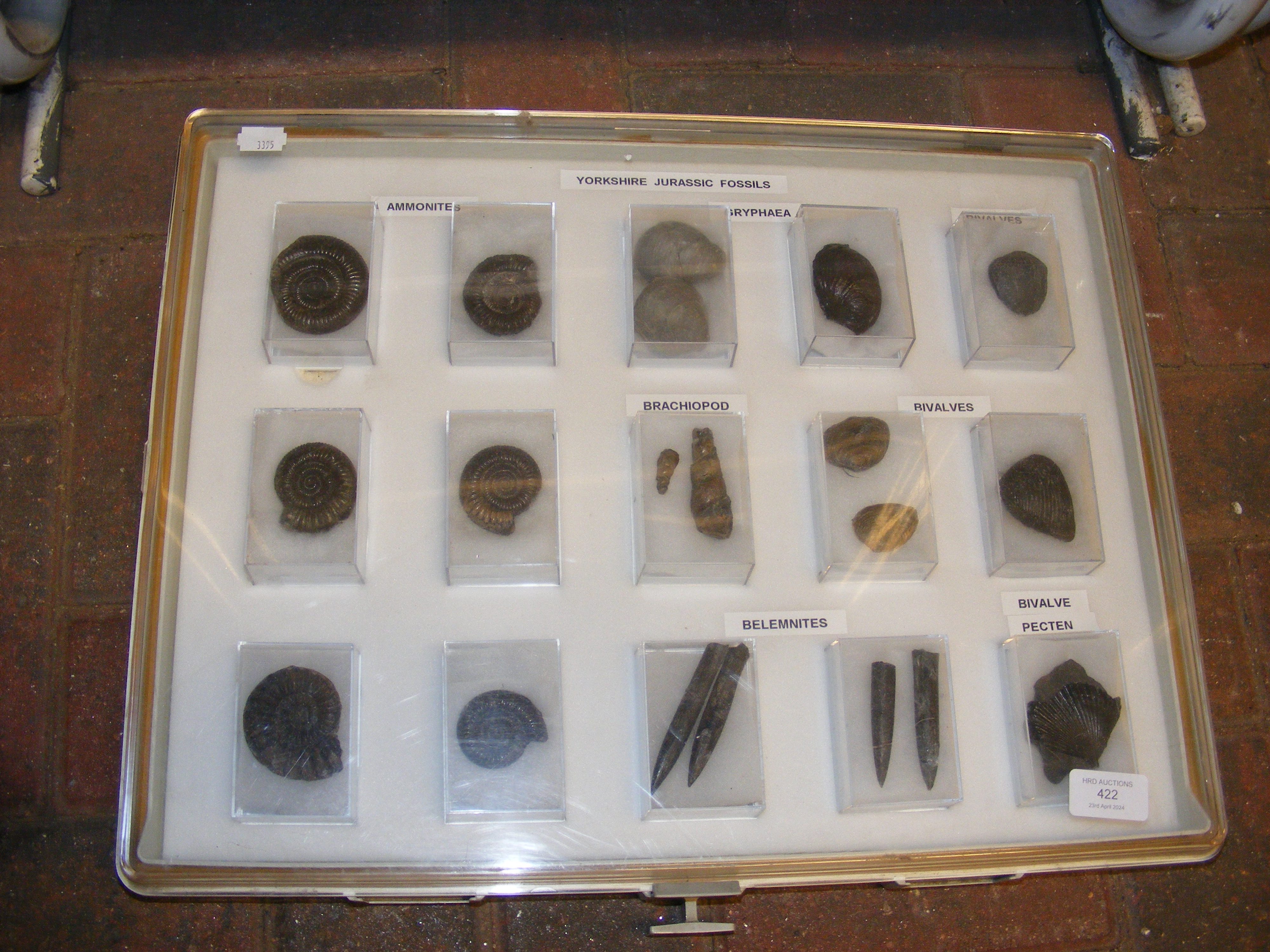 A collection of Yorkshire Jurassic fossils, includ