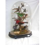 A Victorian montage of tropical birds under glass