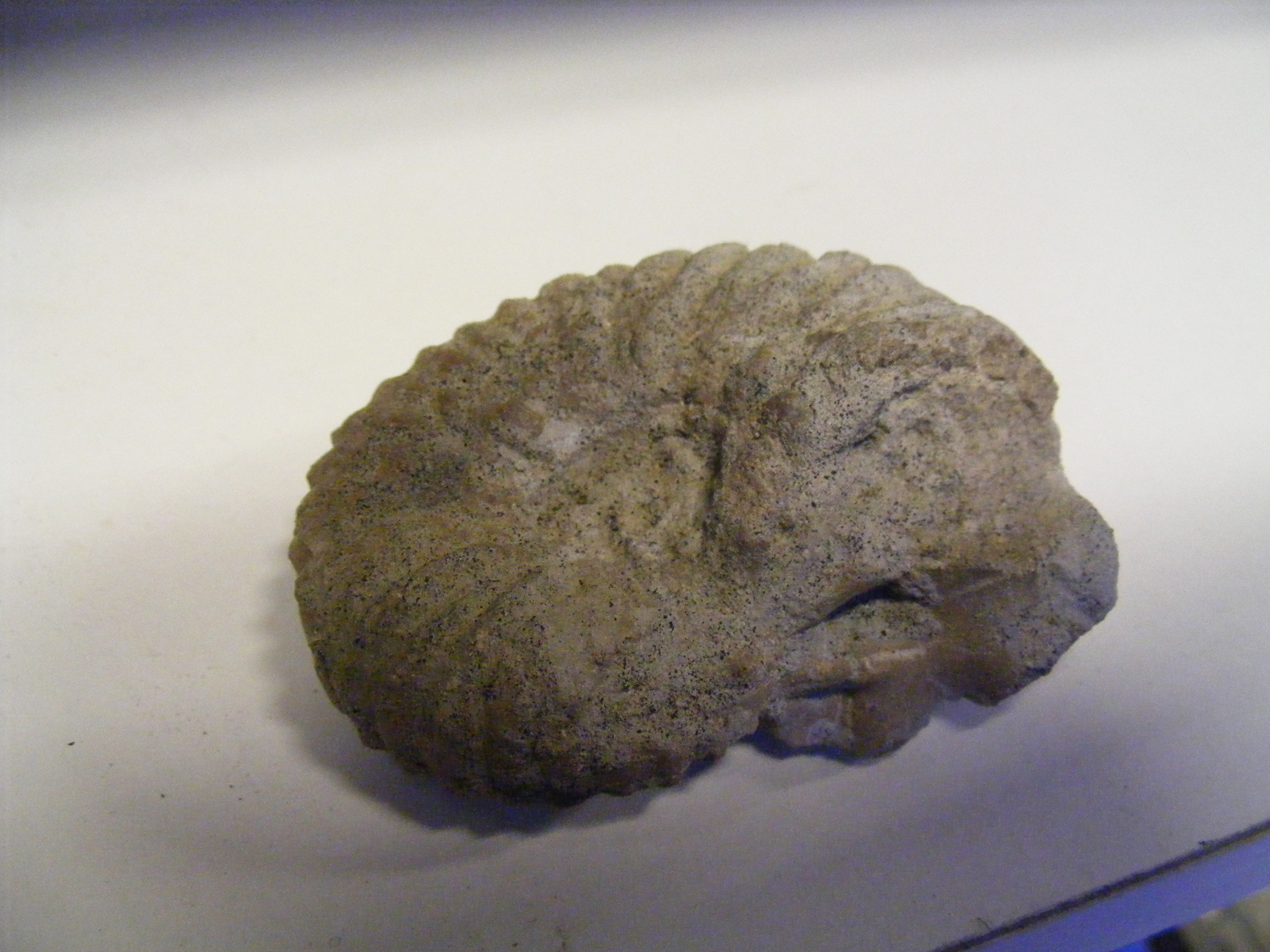 A large collection of Isle of Wight fossils - Image 7 of 22