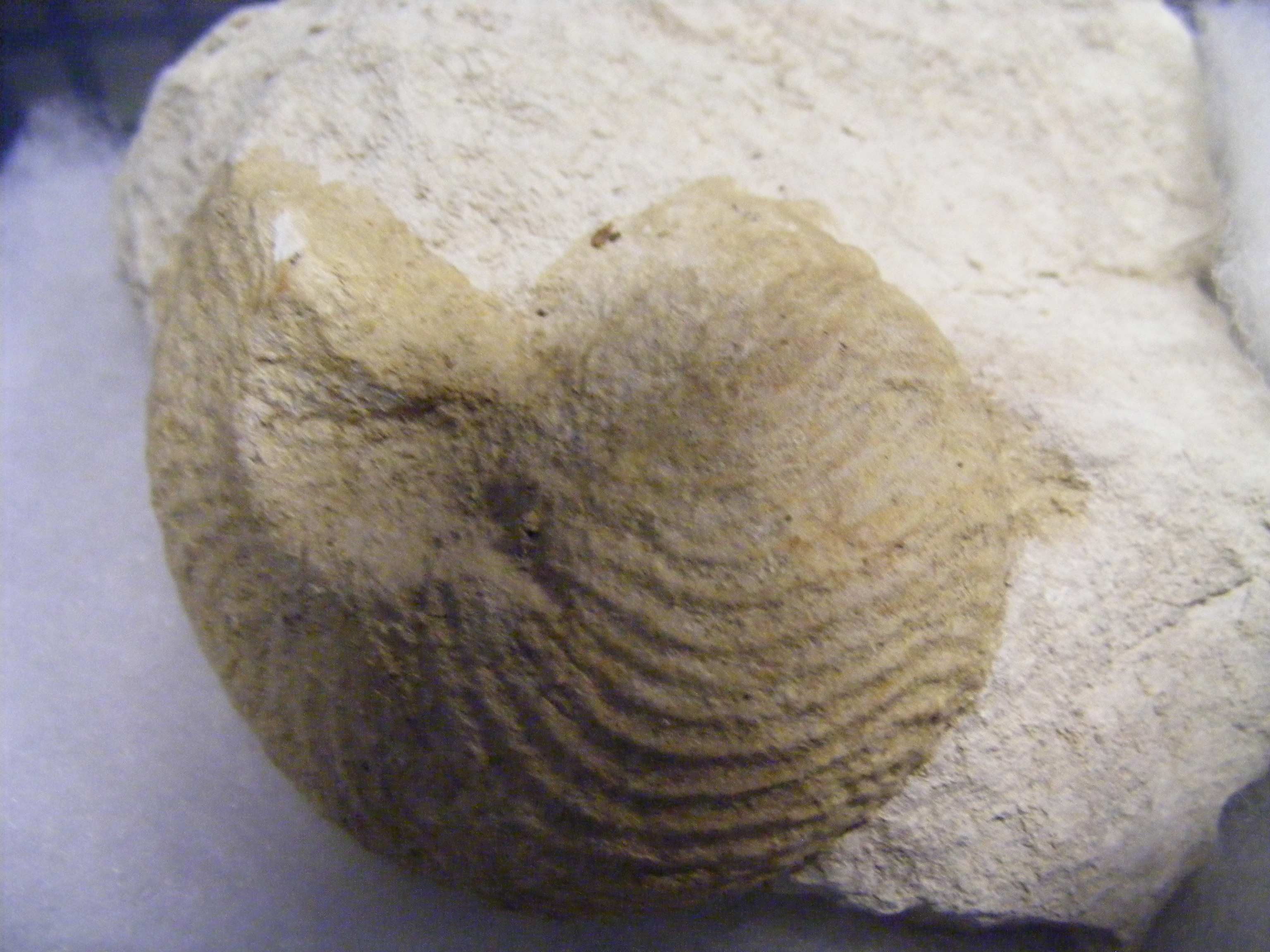 A large collection of Isle of Wight fossils - Image 22 of 22