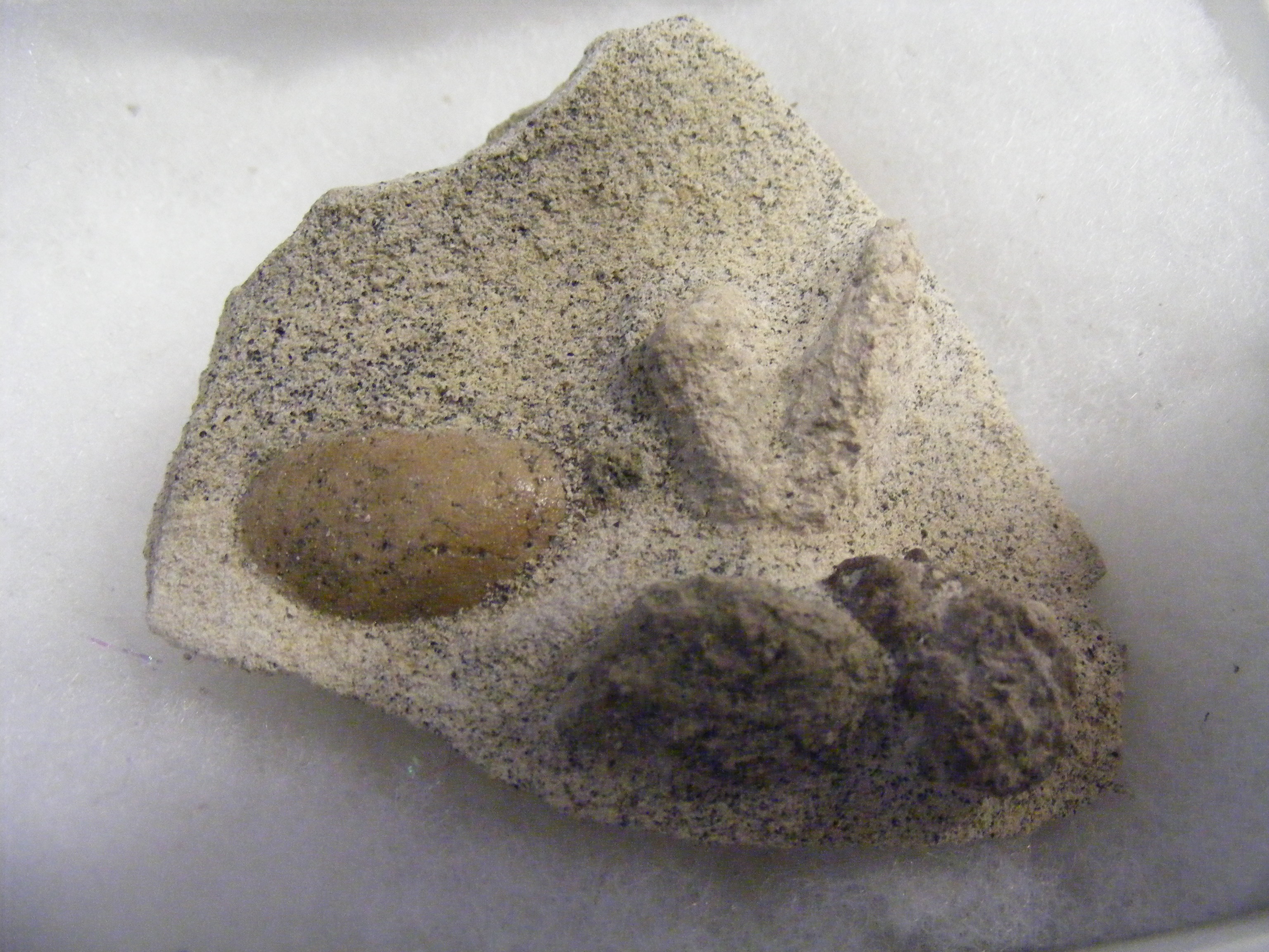 A large collection of Isle of Wight fossils - Image 19 of 22