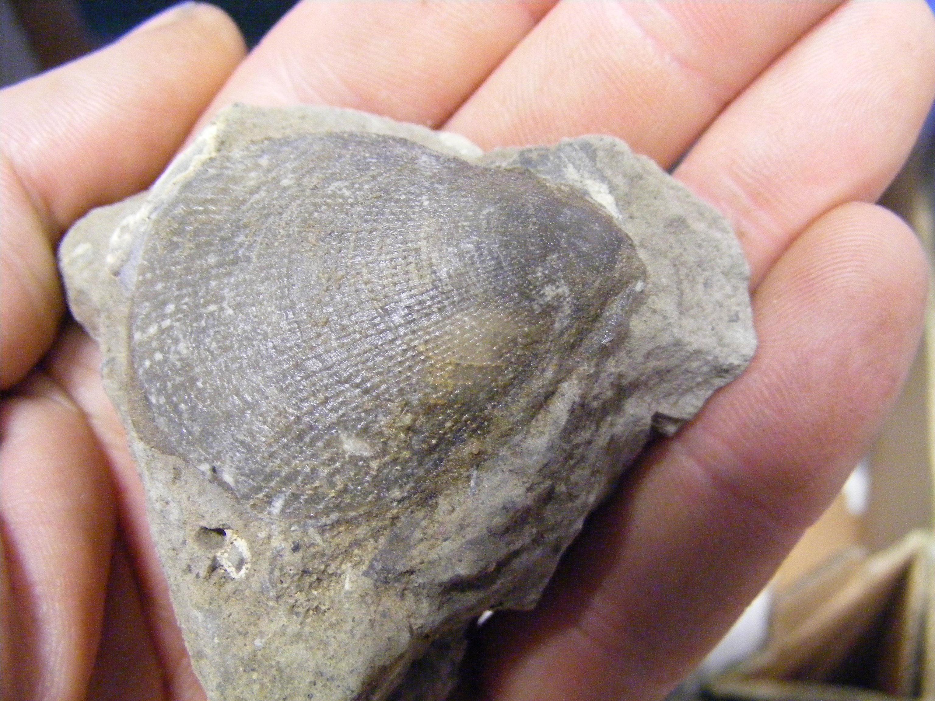 A large collection of Isle of Wight fossils - Image 5 of 22