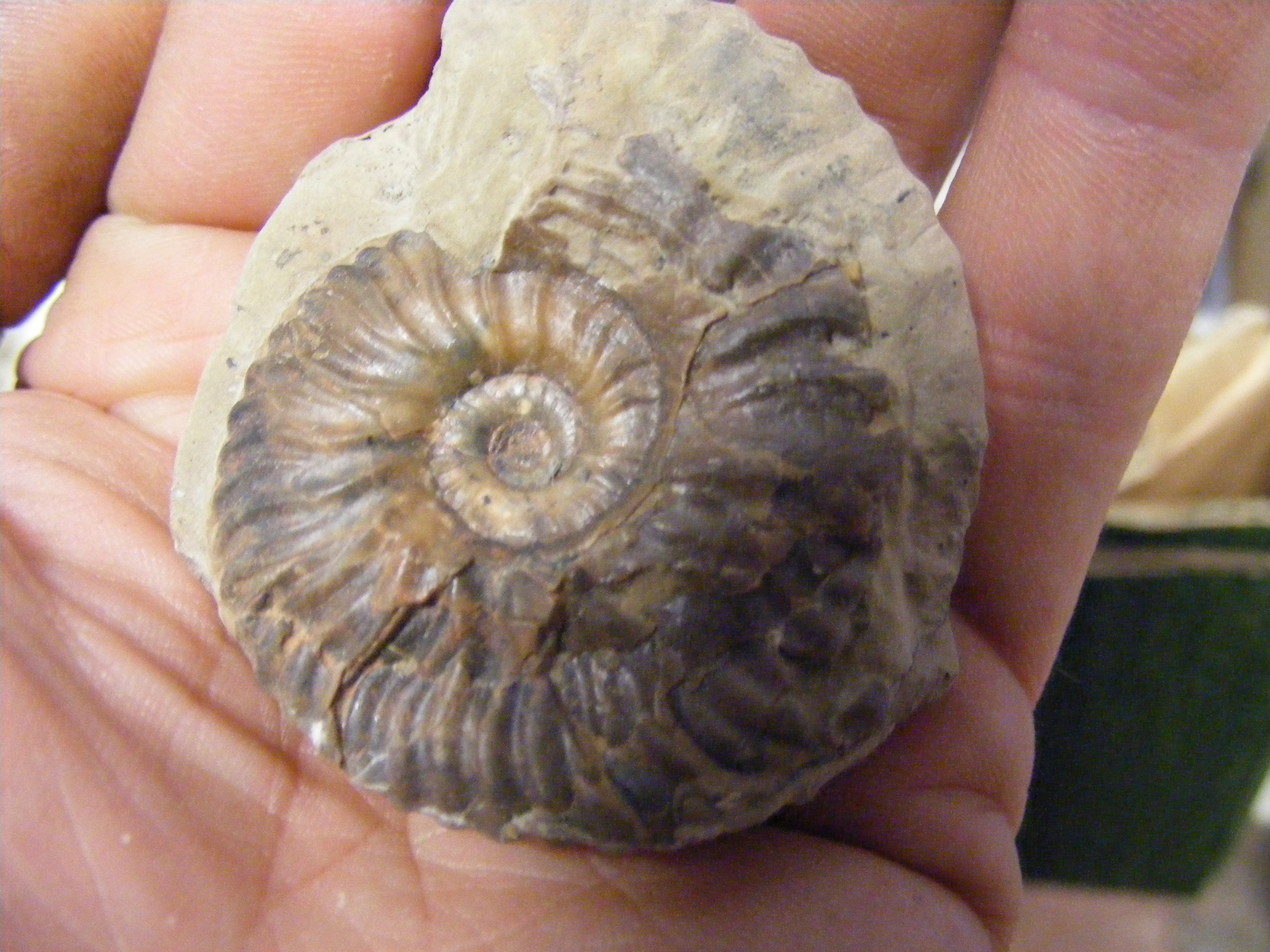 A large collection of Isle of Wight fossils - Image 6 of 22