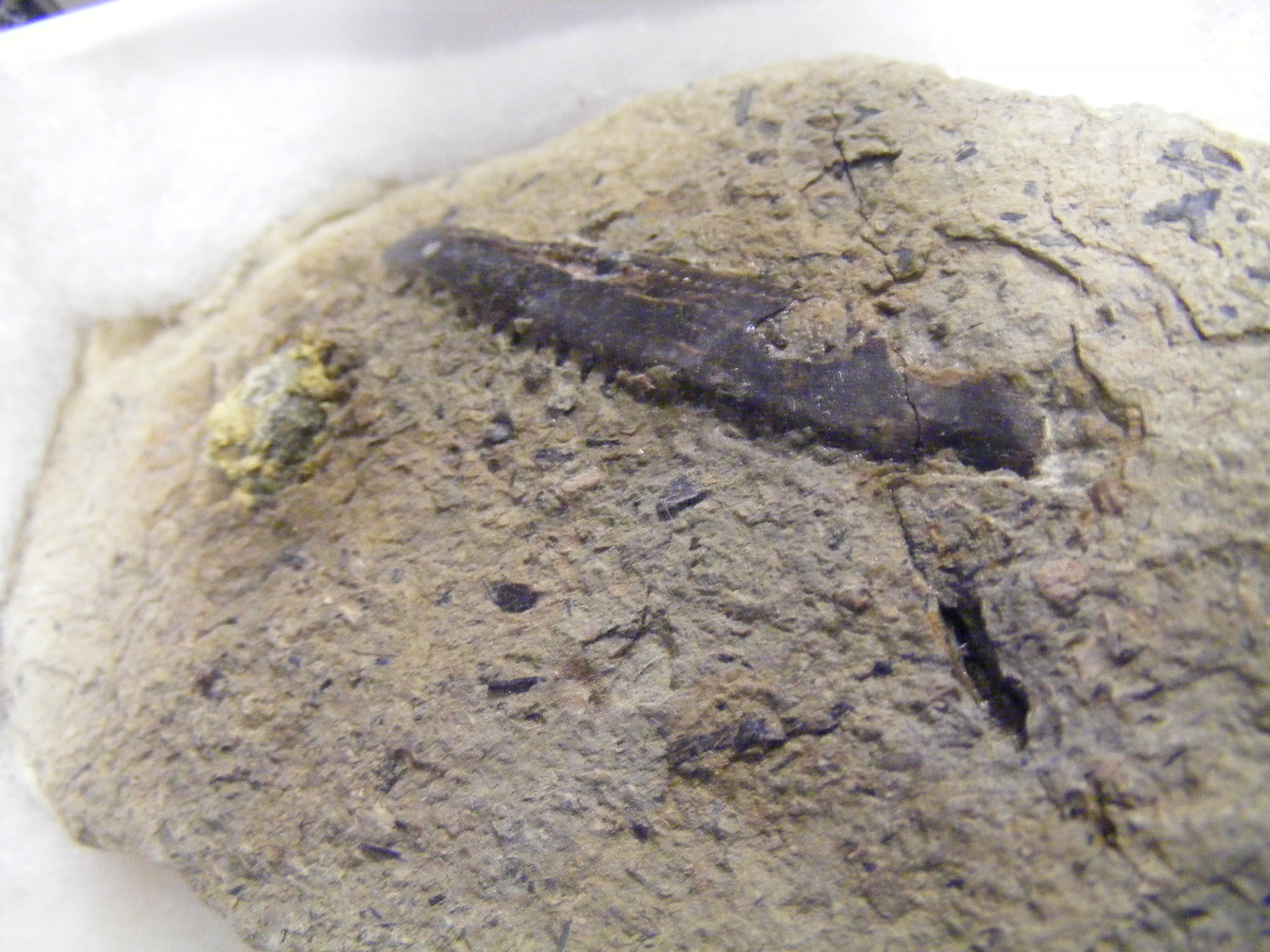 A large collection of Isle of Wight fossils - Image 14 of 22