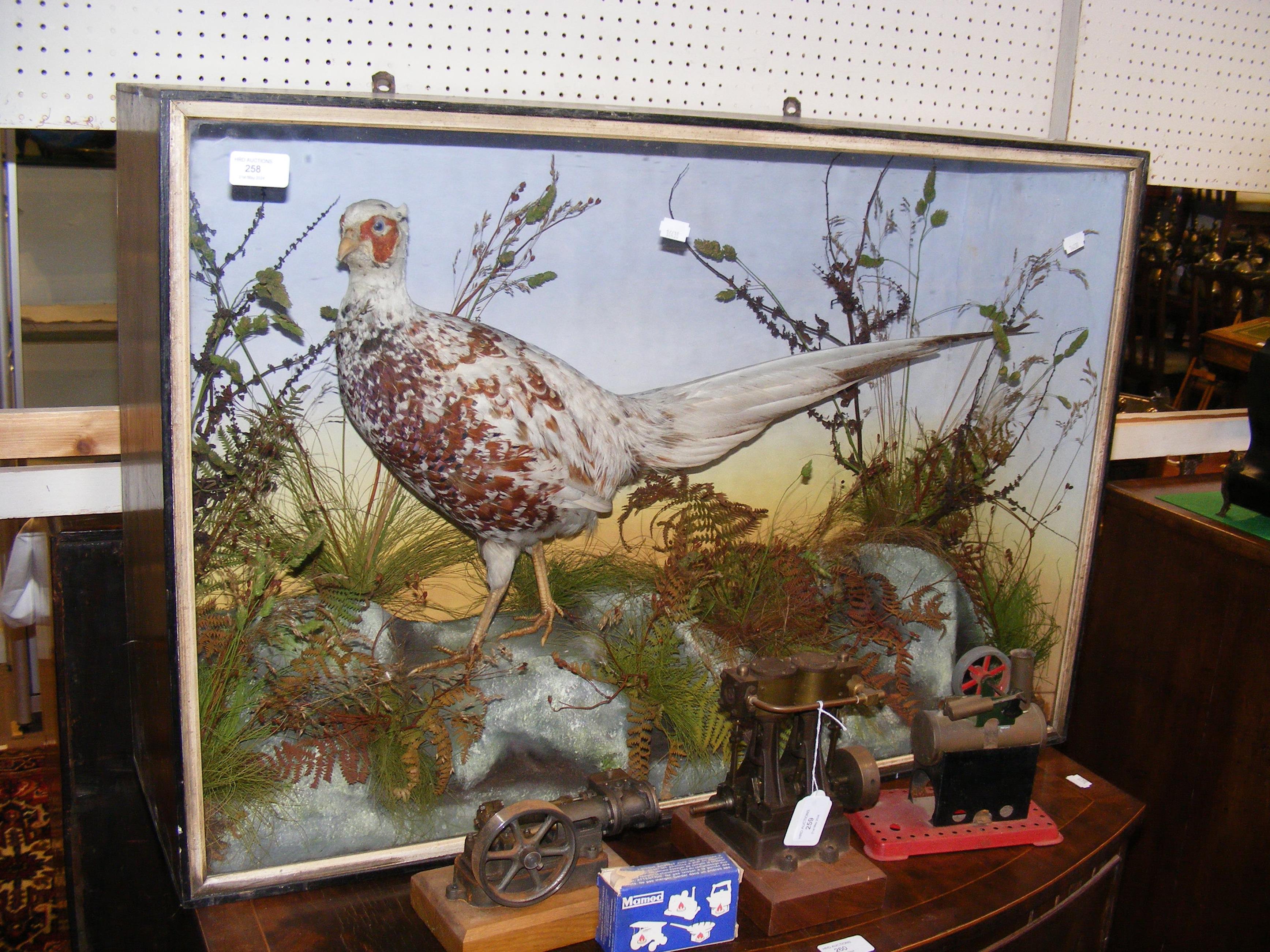 A Victorian stuffed and mounted pheasant in glazed