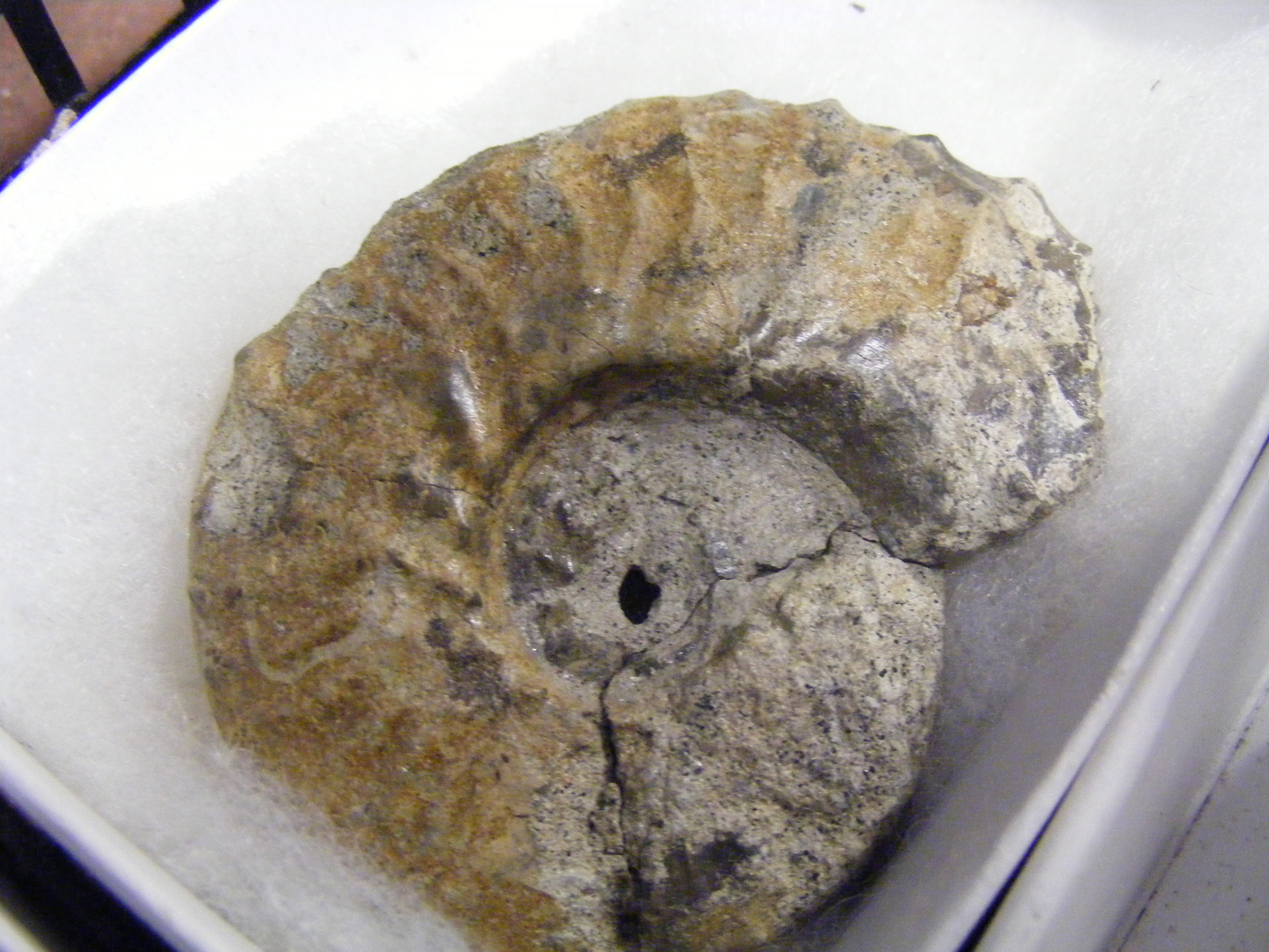 A large collection of Isle of Wight fossils - Image 15 of 22