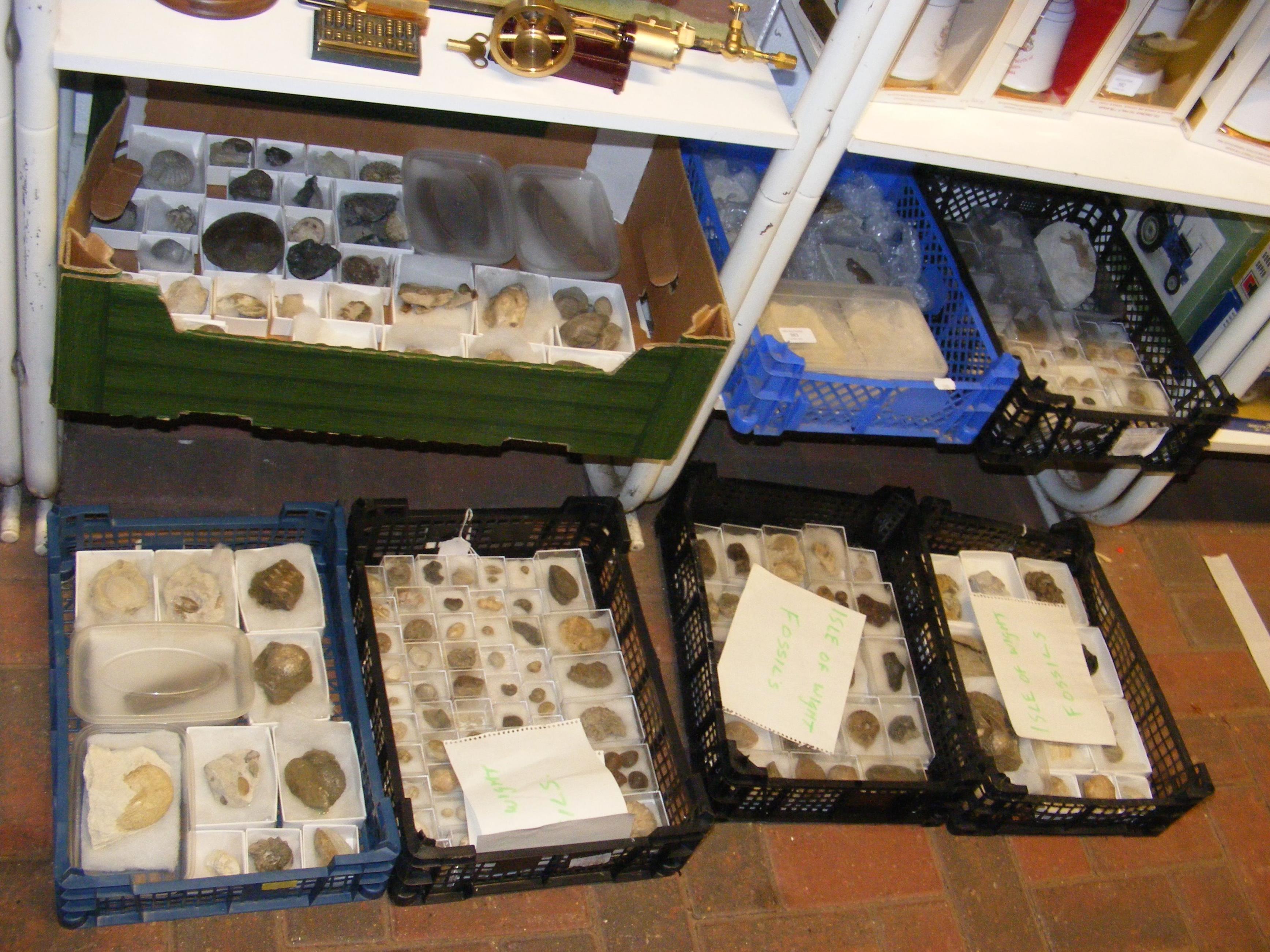 A large collection of Isle of Wight fossils
