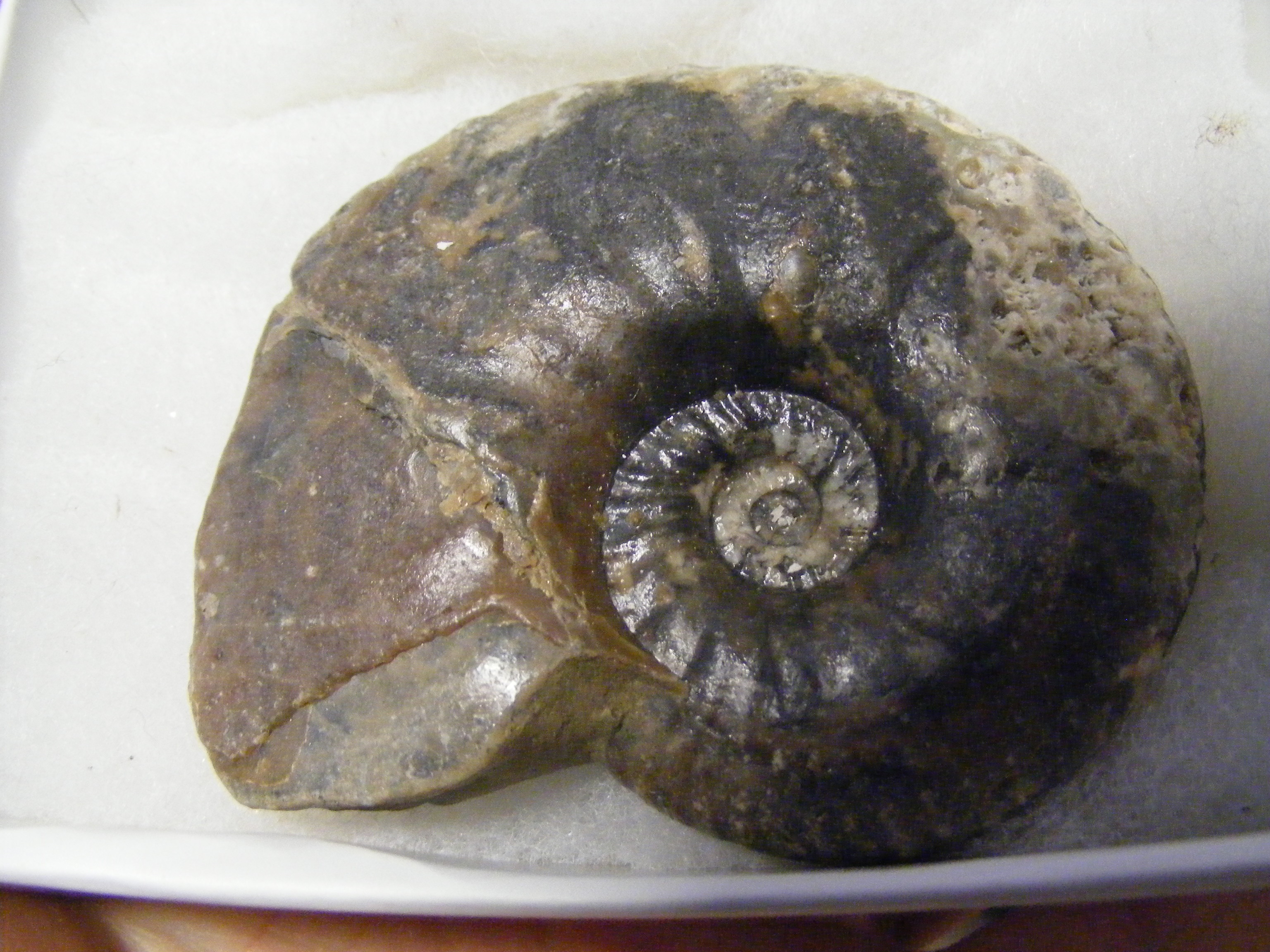 A large collection of Isle of Wight fossils - Image 4 of 22