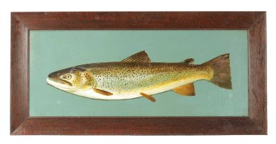 AN EARLY 20TH CENTURY OIL ON BOARD OF A BROWN TROUT