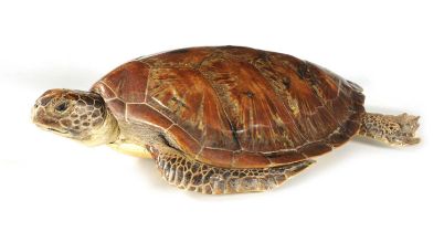 A LATE 19TH CENTURY TAXIDERMIC HAWKSBILL TURTLE