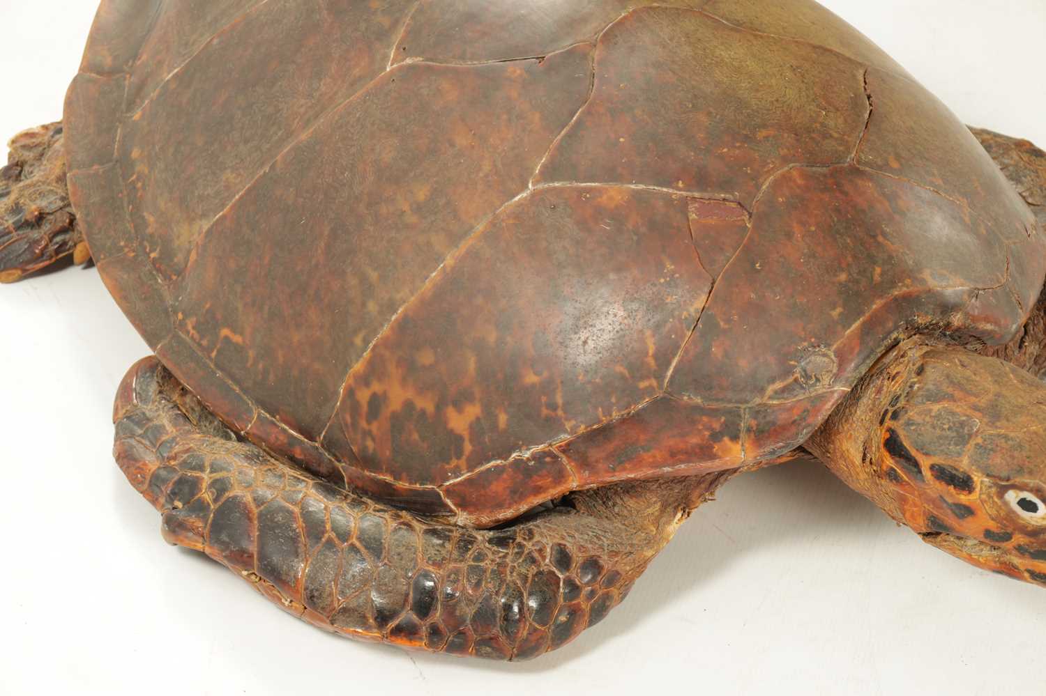 A LARGE LATE 19TH CENTURY TAXIDERMY HAWKSBILL TURTLE - Image 5 of 30