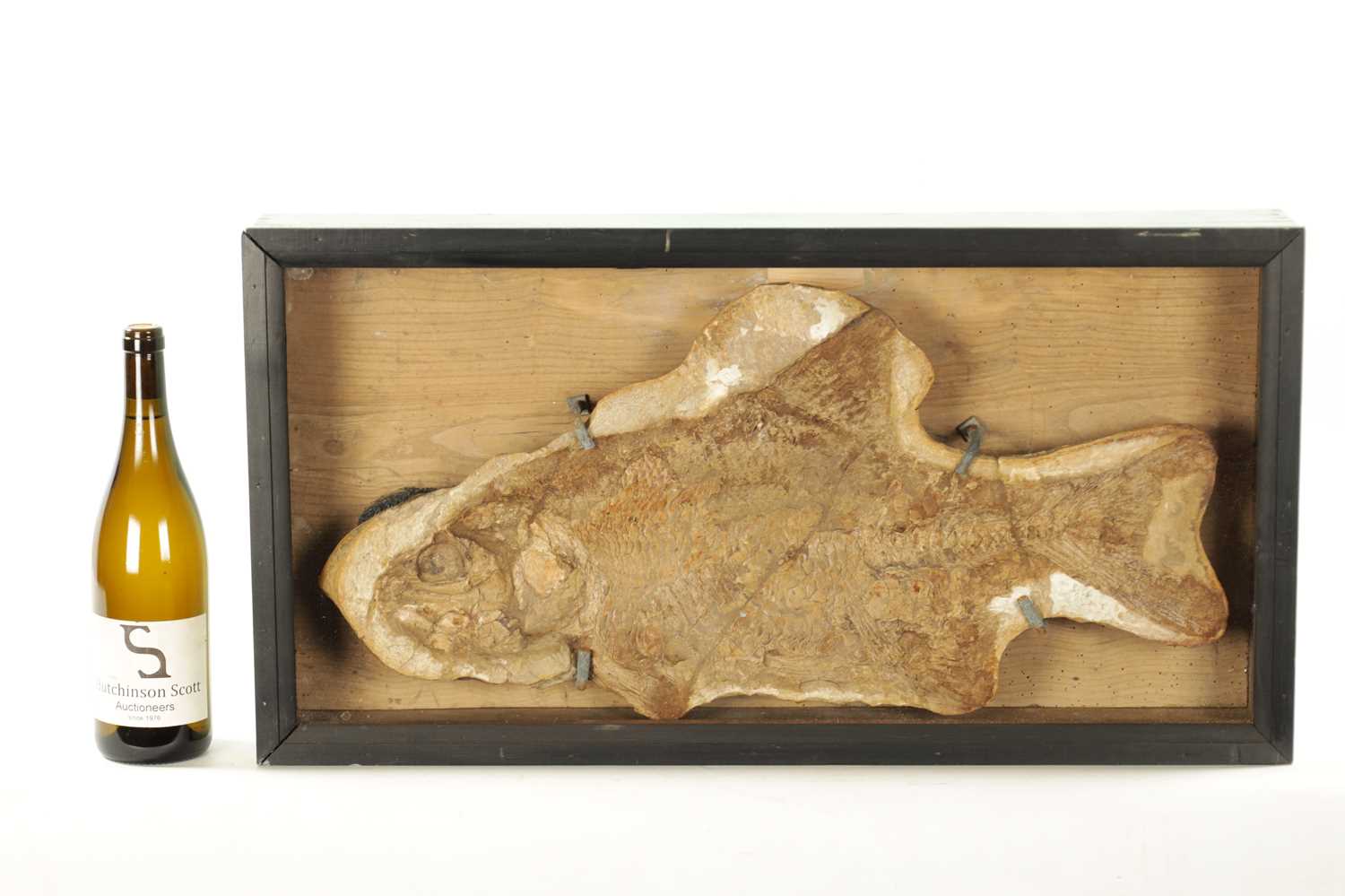 A LARGE FOSSIL OF THE EXTICT BRANNERION FISH WHICH LIVED IN THE EARLY CRETACEOUS PERIOD - Image 2 of 6