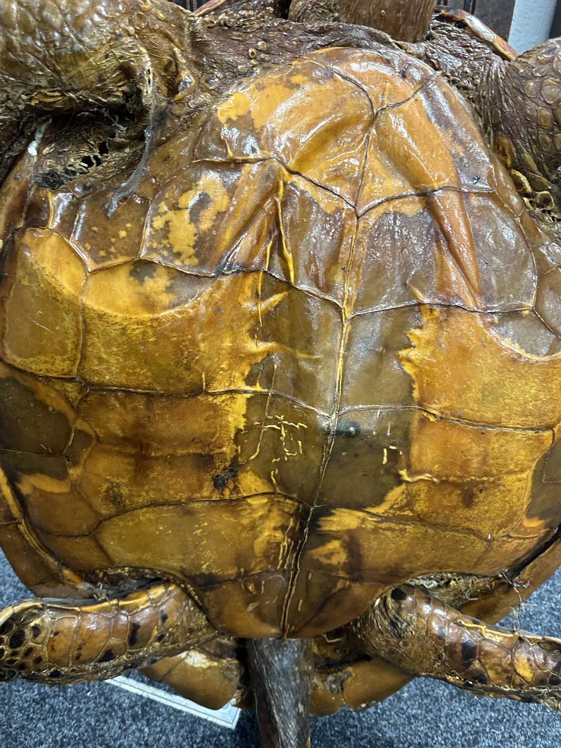 A LARGE LATE 19TH CENTURY TAXIDERMY HAWKSBILL TURTLE - Image 18 of 30