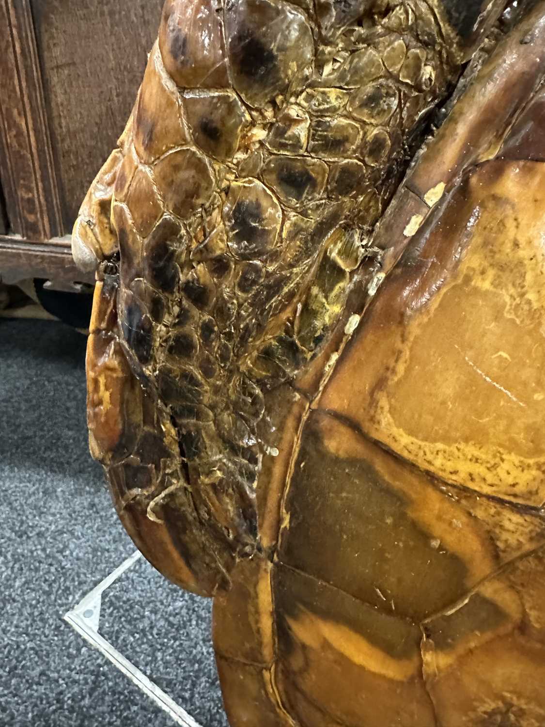 A LARGE LATE 19TH CENTURY TAXIDERMY HAWKSBILL TURTLE - Image 8 of 30