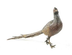 FRANZ BERGMAN. A LATE 19TH CENTURY COLD PAINTED BRONZE SCULPTURE OF A PHEASANT