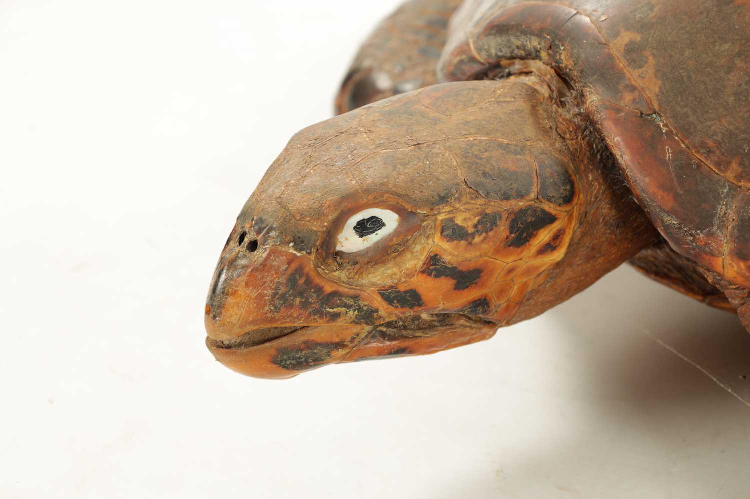 A LARGE LATE 19TH CENTURY TAXIDERMY HAWKSBILL TURTLE - Image 2 of 30