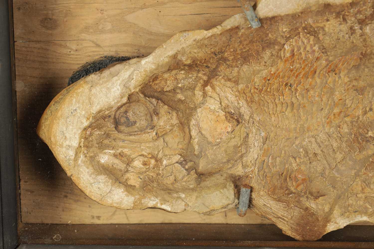 A LARGE FOSSIL OF THE EXTICT BRANNERION FISH WHICH LIVED IN THE EARLY CRETACEOUS PERIOD - Image 3 of 6