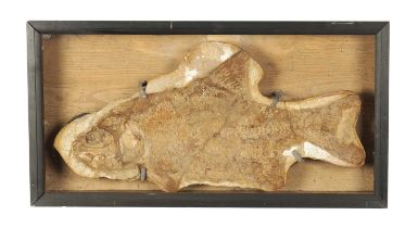 A LARGE FOSSIL OF THE EXTICT BRANNERION FISH WHICH LIVED IN THE EARLY CRETACEOUS PERIOD
