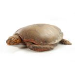 A LARGE LATE 19TH CENTURY TAXIDERMY HAWKSBILL TURTLE