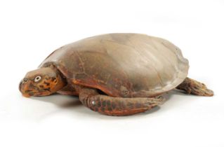 A LARGE LATE 19TH CENTURY TAXIDERMY HAWKSBILL TURTLE