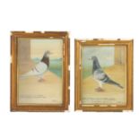 A PAIR OF EARLY 20TH CENTURY OIL ON CANVAS PORTRAITS OF RACING PIGEONS