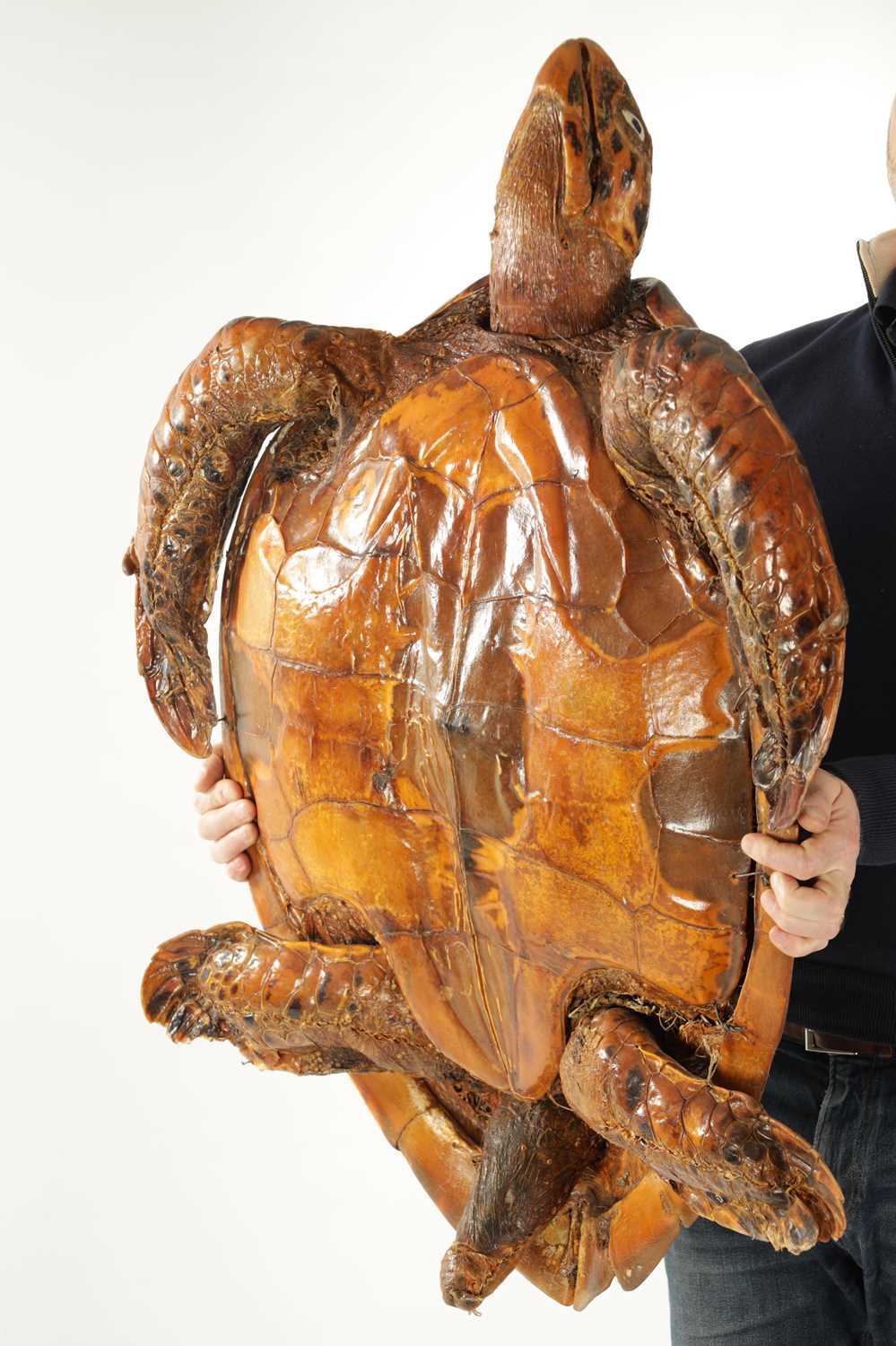 A LARGE LATE 19TH CENTURY TAXIDERMY HAWKSBILL TURTLE - Image 6 of 30