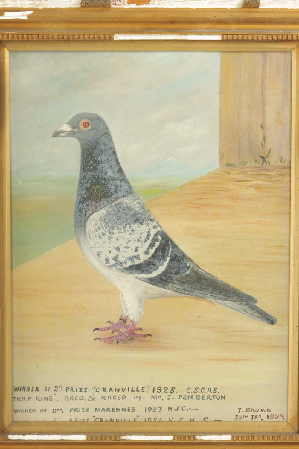 A PAIR OF EARLY 20TH CENTURY OIL ON CANVAS PORTRAITS OF RACING PIGEONS - Image 6 of 9