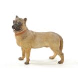 A LATE 19TH CENTURY COLD PAINTED TERRACOTTA MODEL OF A PUG DOG
